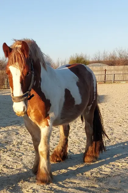 Verspielter Tinker Wallach Robbie 2232 Aderklaa