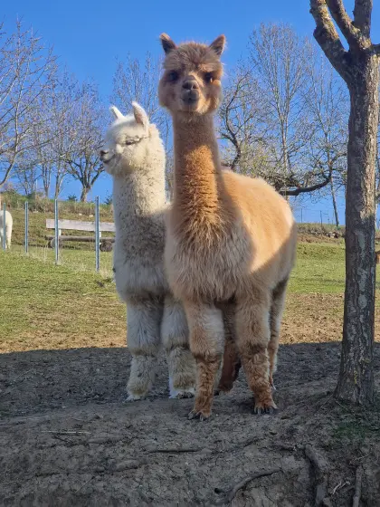 TOP Alpaka-Stute