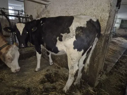 Trächtige WBB x RF Kalbin