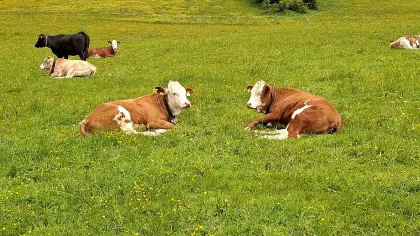 Fleckvieh Zuchtkalbinnen