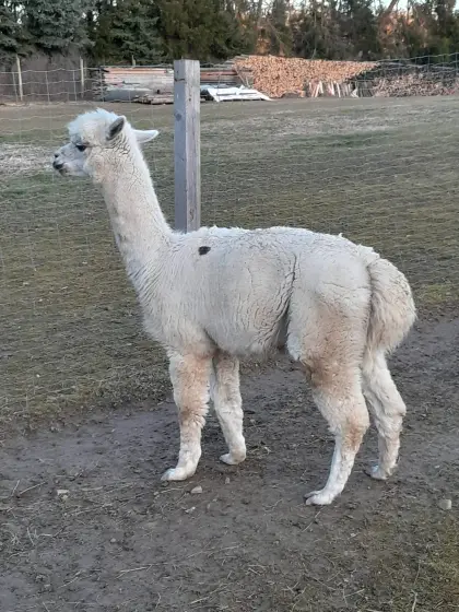 Alpaka Wallach