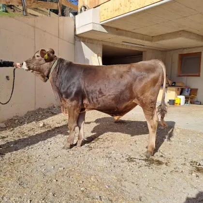 Brown Swiss Stier Pp* - heterozygot hornlos