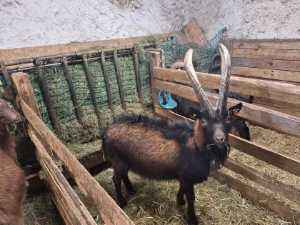 Aosta Bock