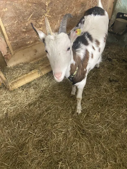 Verkaufe junge Tauernschecken Ziege Kein HB