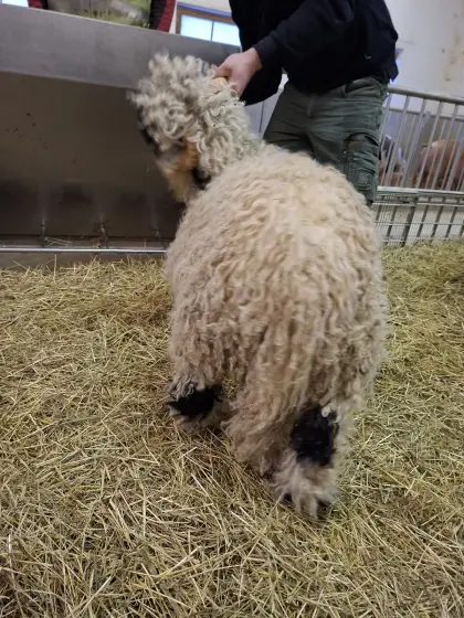 Walliserschwarznasen Widder