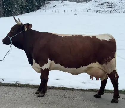 Verkaufe Original Pinzgauer Zuchtkuh mit Horn