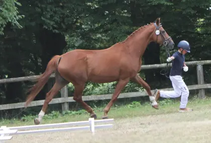 Oldenburger Verbandsprämienstute