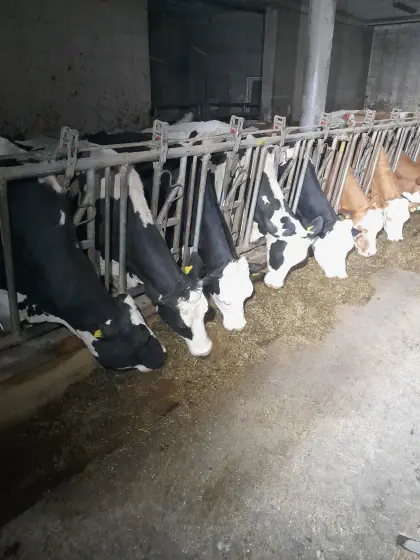Bio-Milchkuh