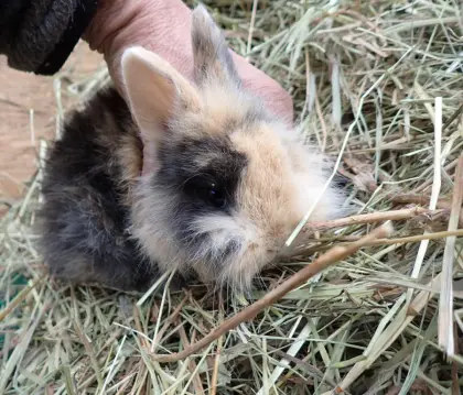 Vergebe Zwerglöwenkopf mindestens paarweise (Kastrat+Häsin)