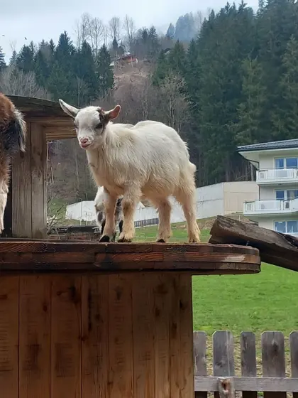 Mini Zwergziegenböcke