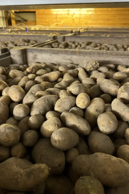 Ditta Kartoffeln