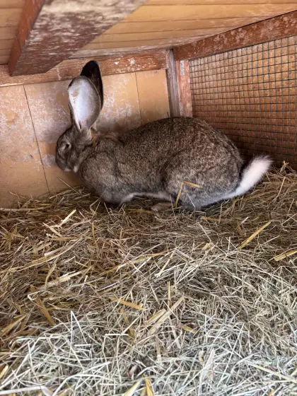 Deutscher Riese Weibchen