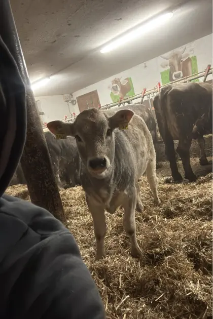 Tiroler Grauvieh Bio Kuhkalb