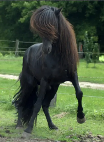 Islandpferd Deckhengst