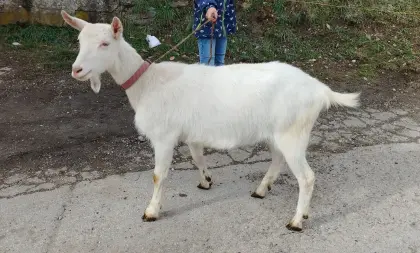 Verkaufe Milchziegen