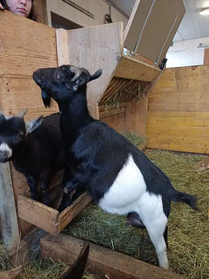 Zwergziege zu verkaufen