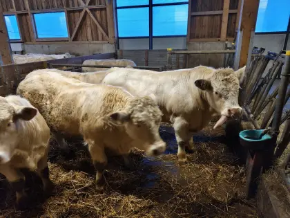 Charolais Zuchtstiere