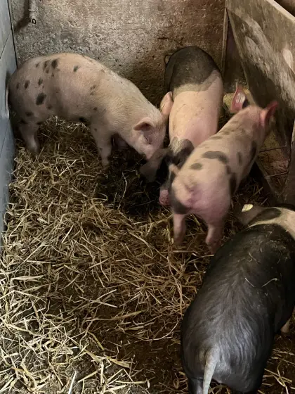 Schwäbisch Hällisch x Pietrain