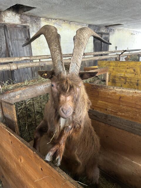 Aoster Bock