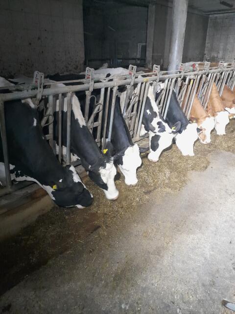Bio-Milchkuh