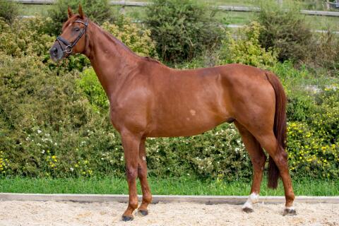 Lehrmeister Hannoveraner Wallach