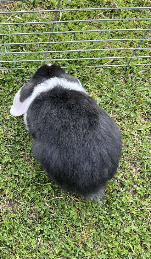 Zwergkaninchen