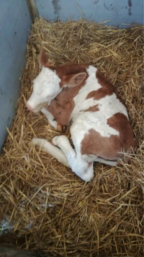 Suche hochtypisiertes Fleckviehzuchtkalb