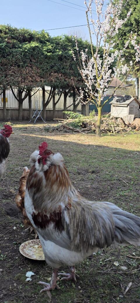 2 Araucana-Marans Hähne abzugeben