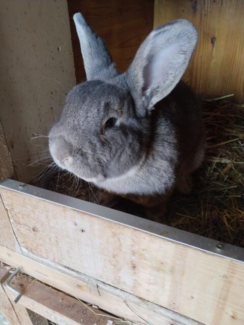 Blaugrauer Wiener Rammler