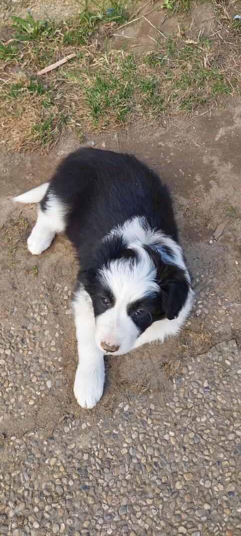 Bordercollie Welpen