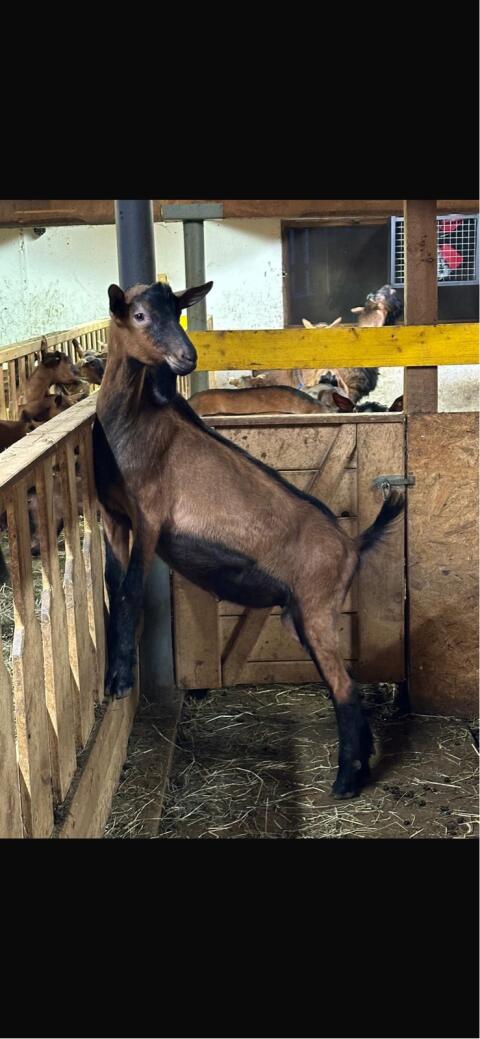 Bock