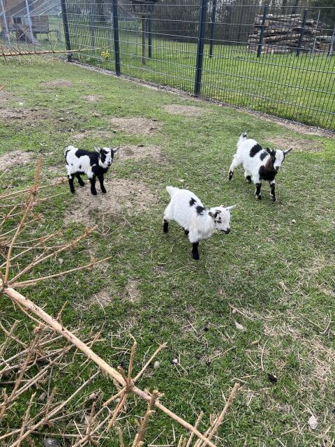 Mini Zwergziegen