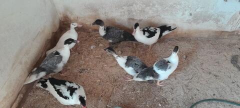 Enten