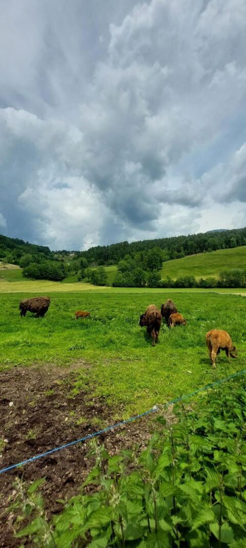 Bison Rinder