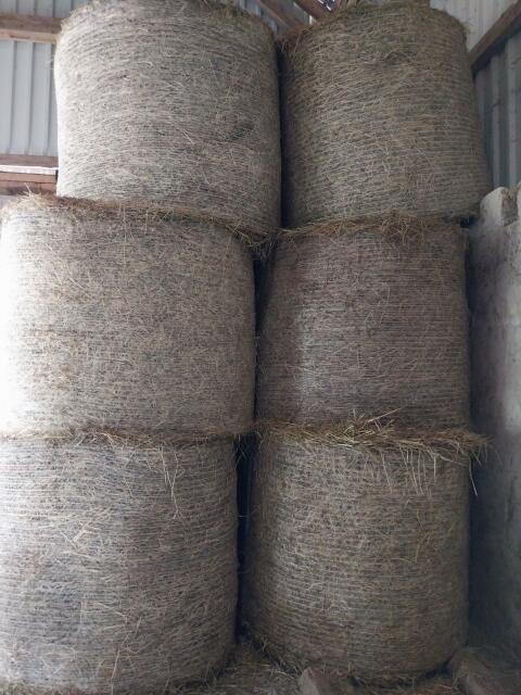 Bio Heu Biodiversitätsfläche