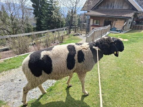 Bergschaf-Widder