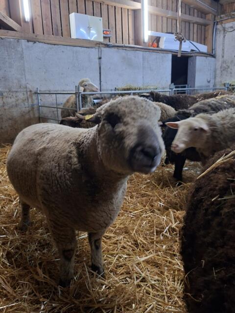 Shropshire Bock
