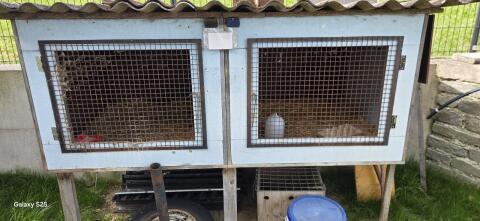 Kaninchen, Wachtelstall