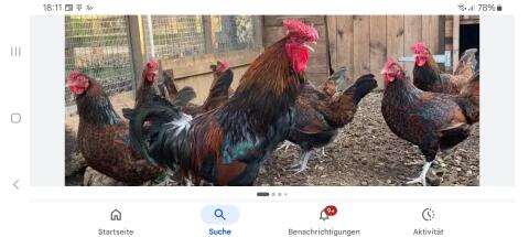 Red Caps Bruteier