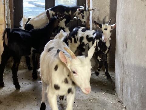 Gescheckte, braune und weiße Tauernscheckenziegen abzugeben
