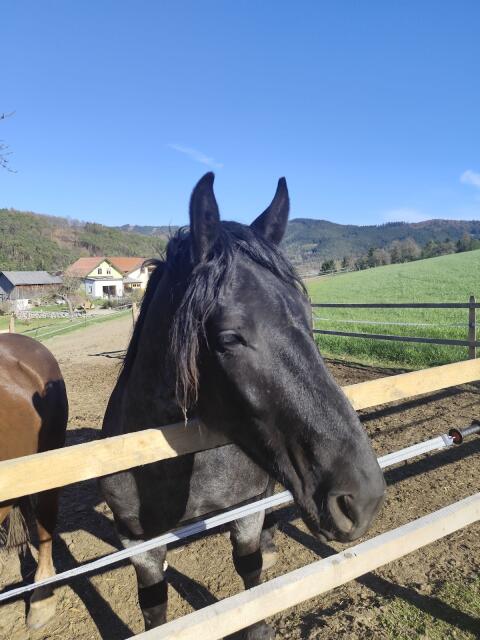 Mohrenkopf Noriker Wallach