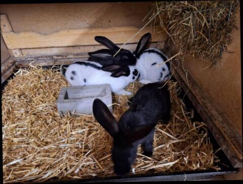 Deutsche Riesenschecken