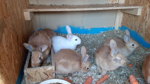 Rote Neuseeländer Mix Kaninchen