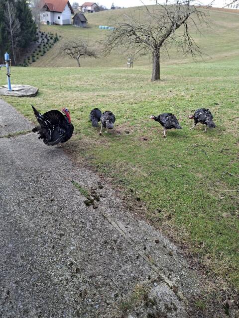 Kanadische Wildputen