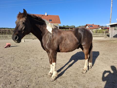 Haflinger/Pinto