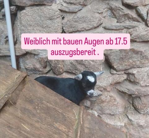 Zwergziegen