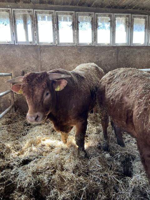 Limousin-Stier - 18 Monate