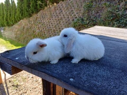 Zwergwidder Babys