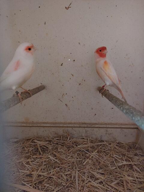 2 Kanarienvögel Paare