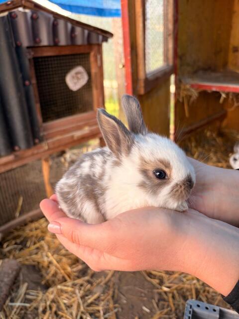 Hasen